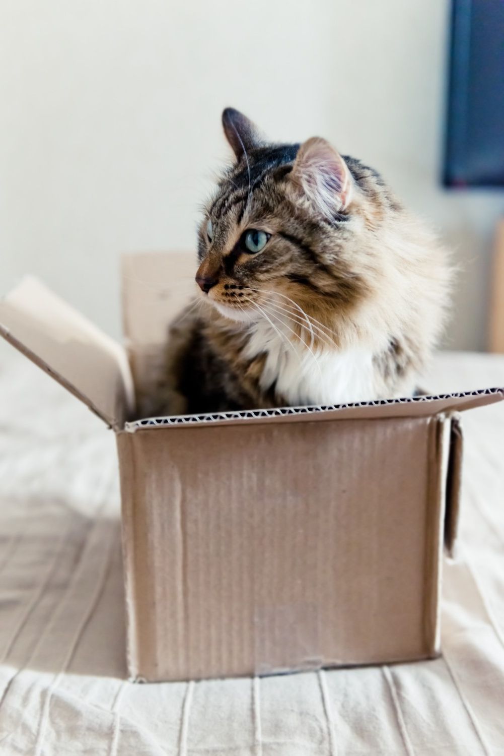 Cat in a box