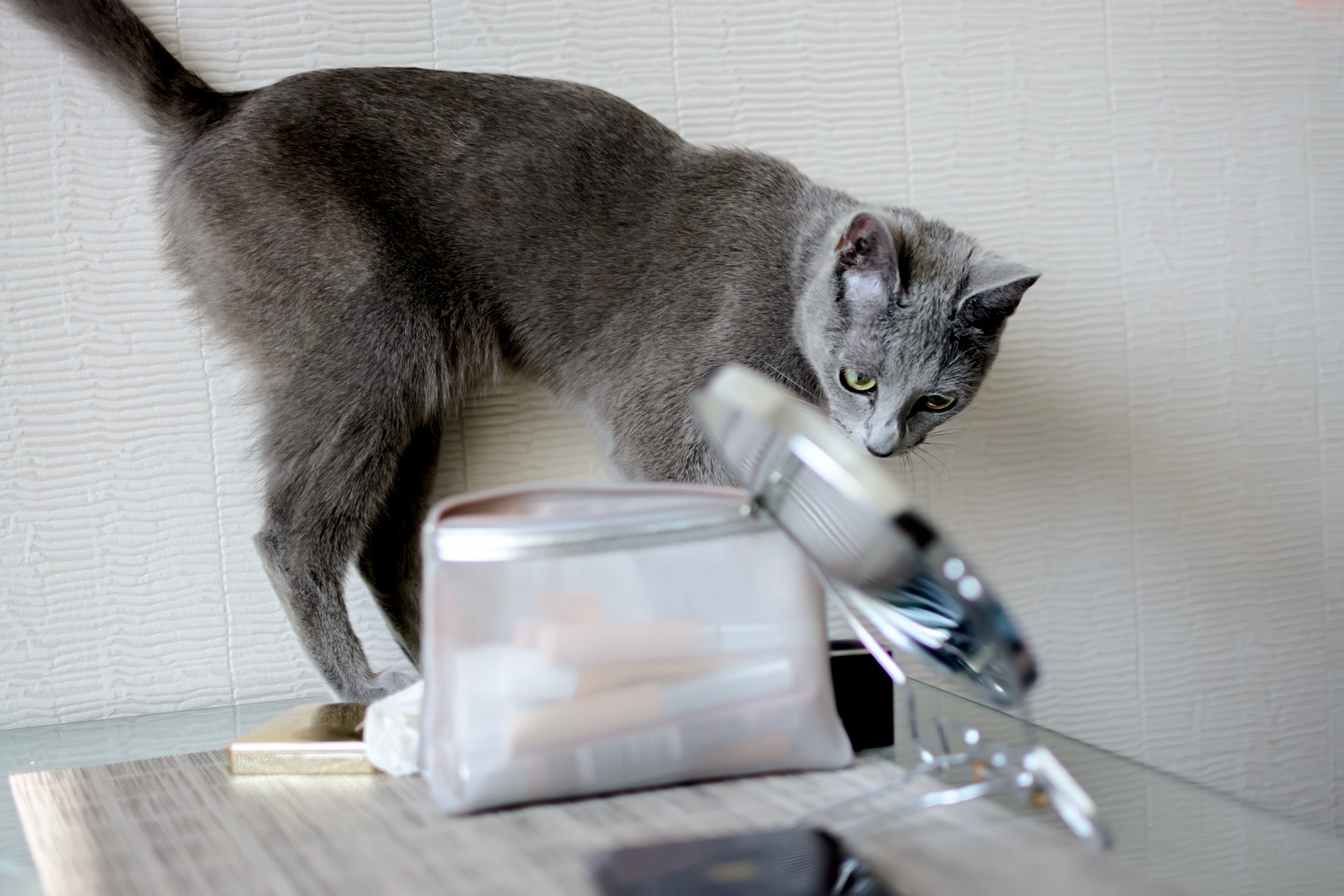 Gray cat on counter