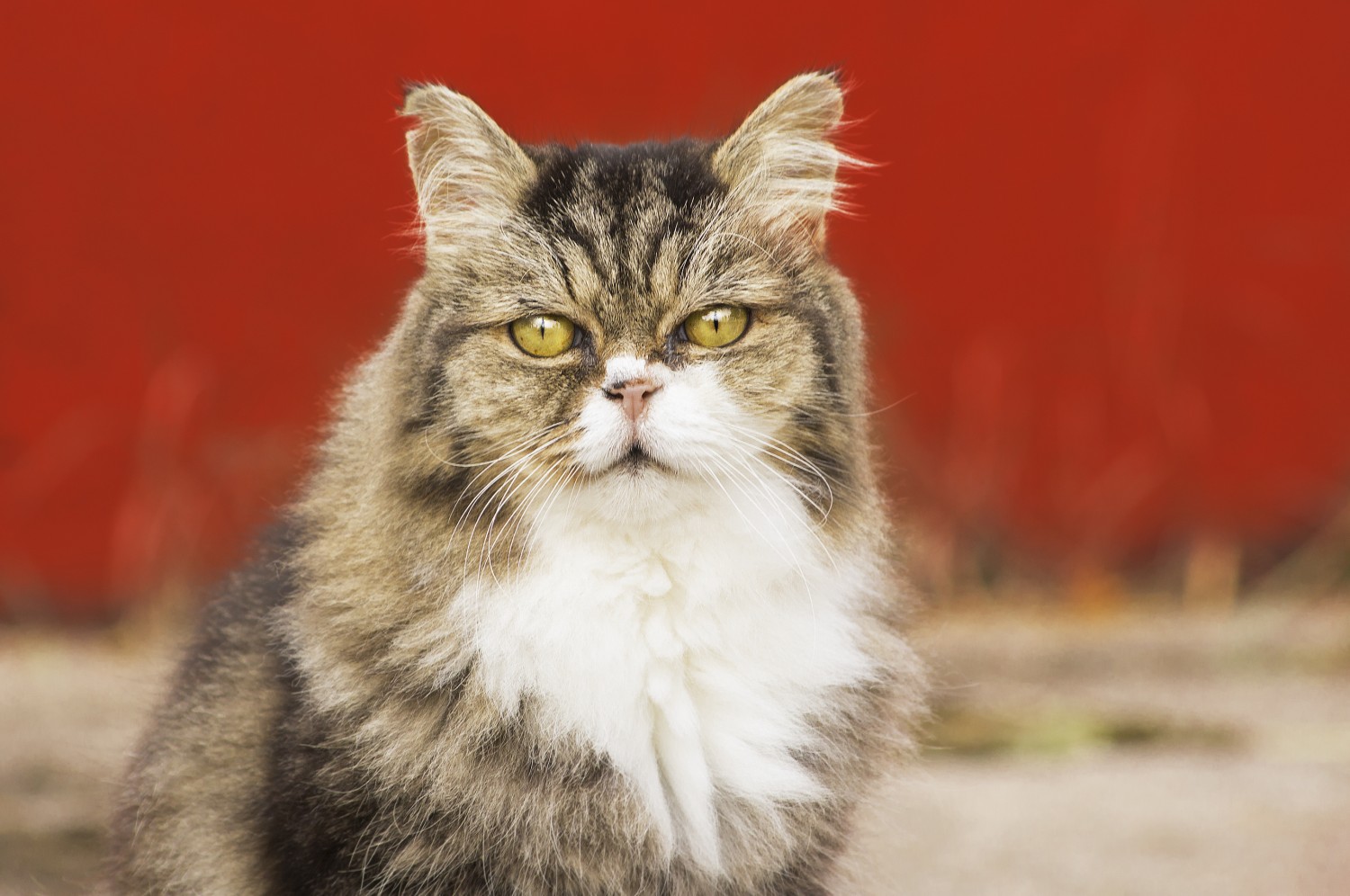 Tabby and white cat outside