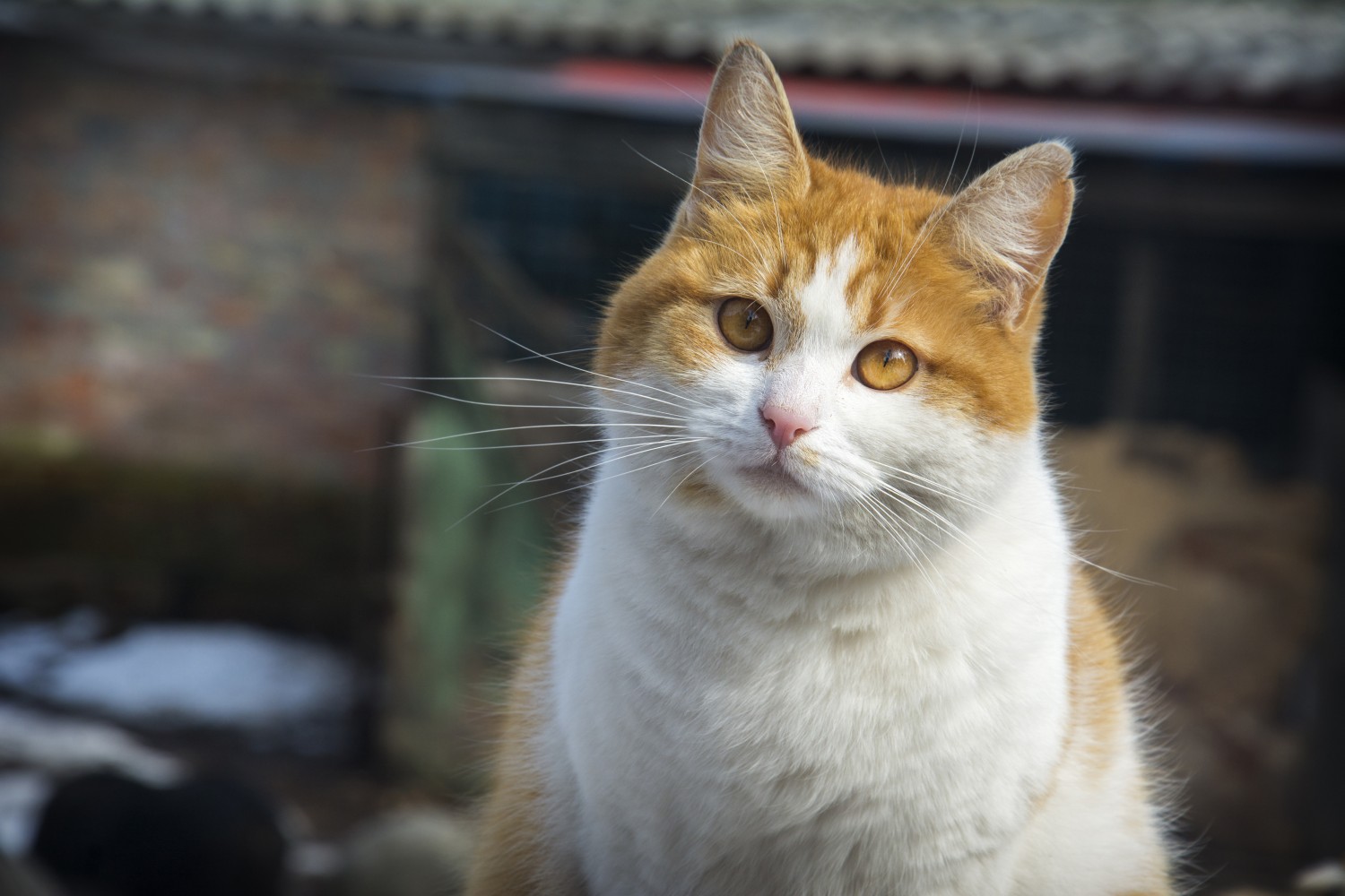 Yellow and white cat