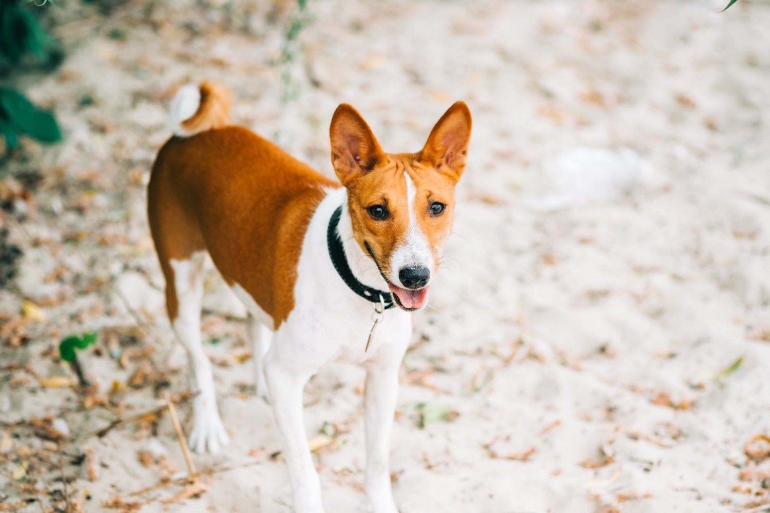 Terrier walking outside