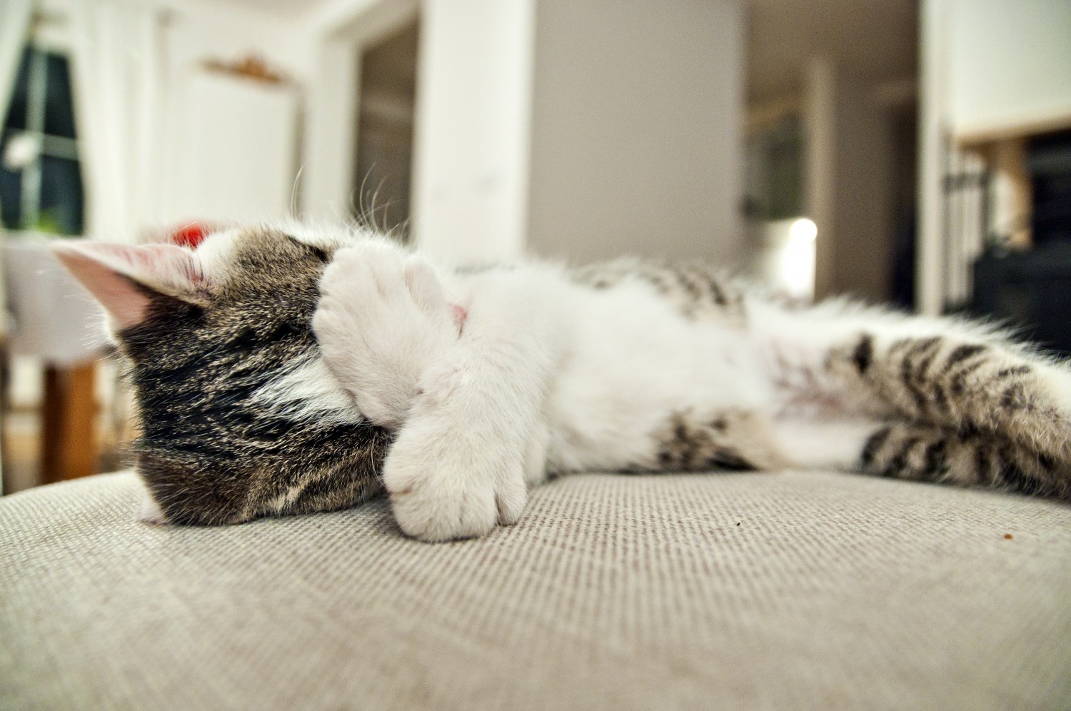 White and tabby cat sleeping