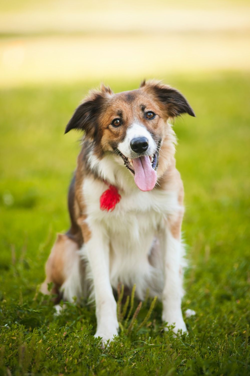 Tri-color dog